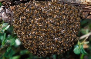 Africanized Honey Bees swarming