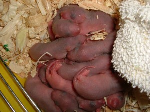 rat babies all in a pile