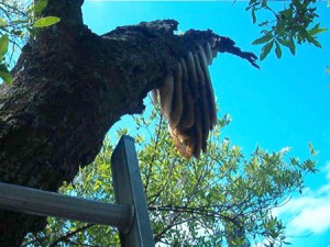 A nest of africanized honey bees on tree limb