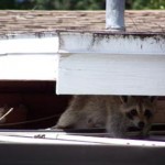 raccoon_hiding_under_roof