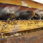 bee honey comb visible