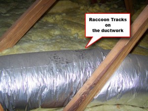 Raccoon paw prints on top of AC ductwork