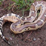 python