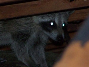 raccoon in the attic