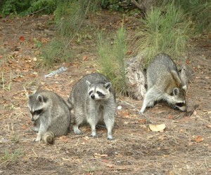 Raccoons on a Bradenton Beach