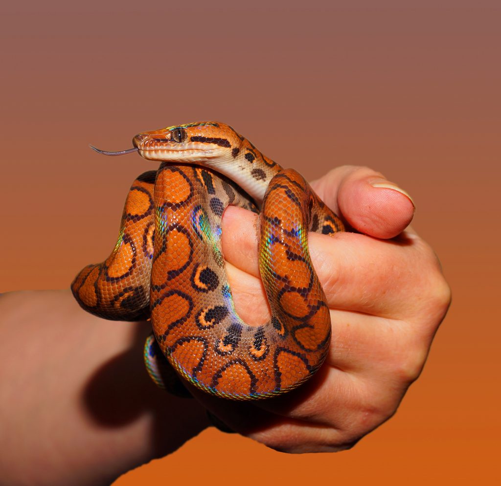 snake-removal-siesta-key-FL