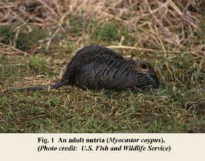 Picture of an Adult Nutria