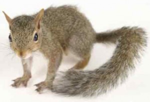 Squirrel Bradenton Beach