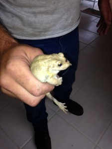 Frog that left blood splatter on wall