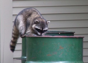 racoon in tash