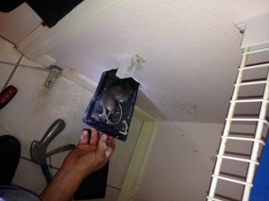 Rat trapped