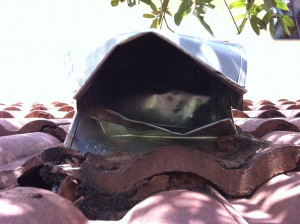 soffit.raccoon