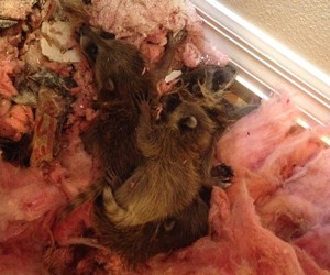 raccoon