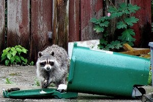 How to keep raccoons out of trash