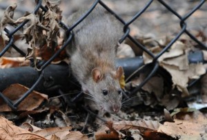 rats in cold weather