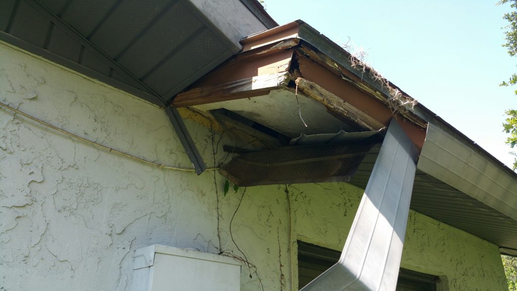 Raccoon Trapping Sarasota