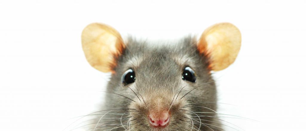 Rat and Mice Removal Tampa