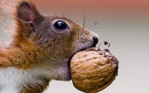 How to Hire a Good Wildlife Removal Company