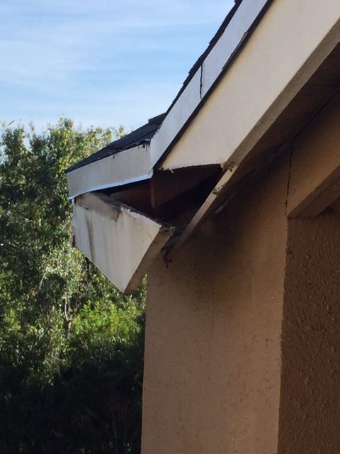 Raccoon-Removal-Service-Tampa