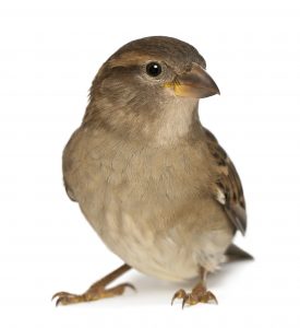 Bird in building removal