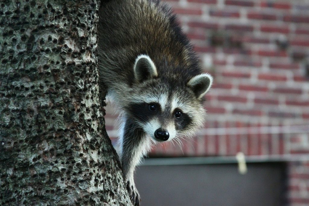 Raccoon Removal Service Tampa