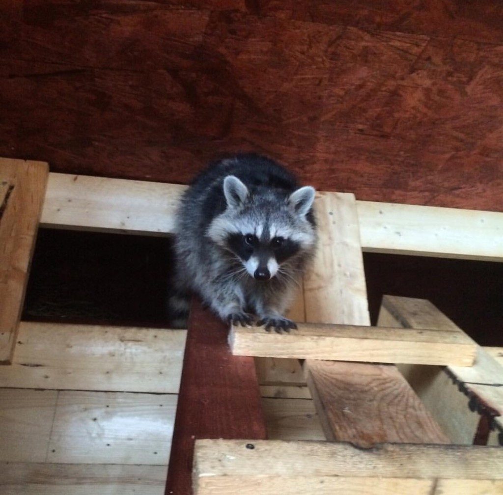 Raccoon-removal-manatee-county