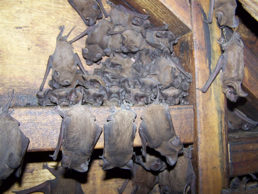 bat-removal-lakewood-ranch