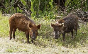 wild-hog-removal-lakewood-ranch