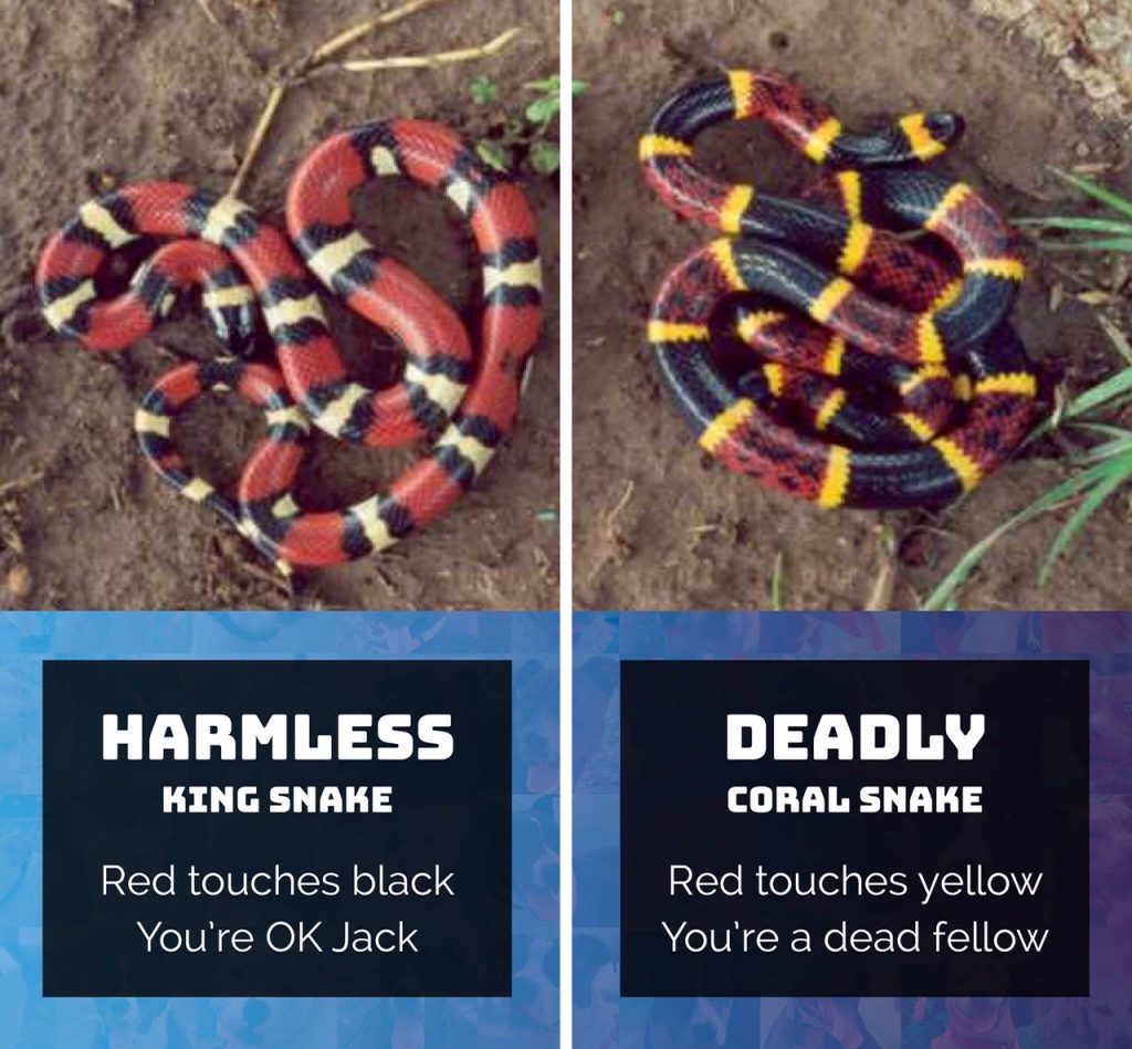Coral Snake