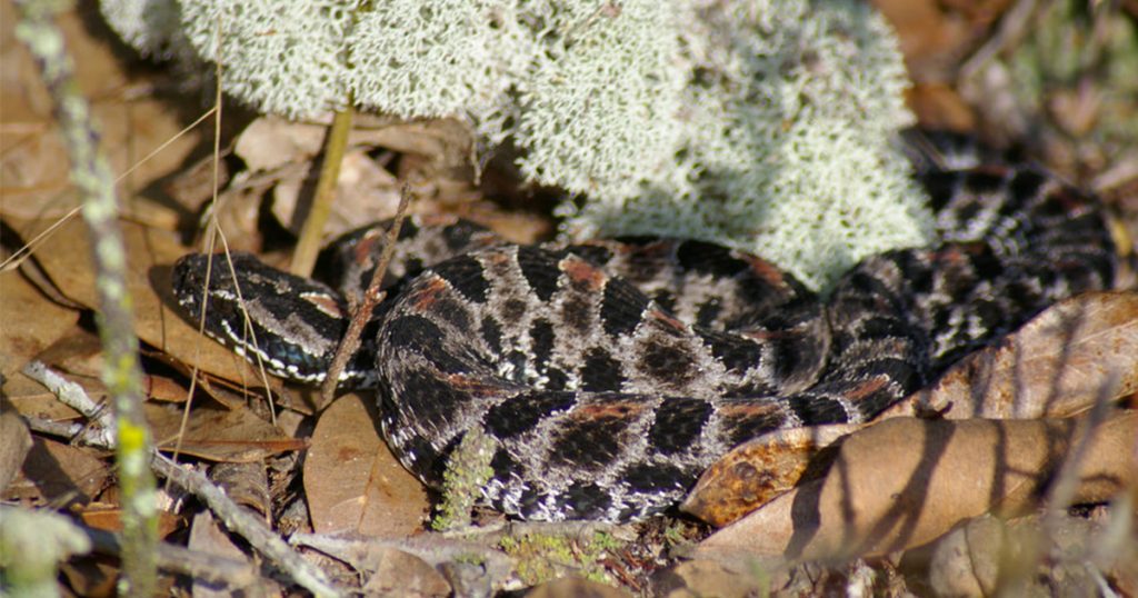 Pygmy-Flatwoods-Tampa