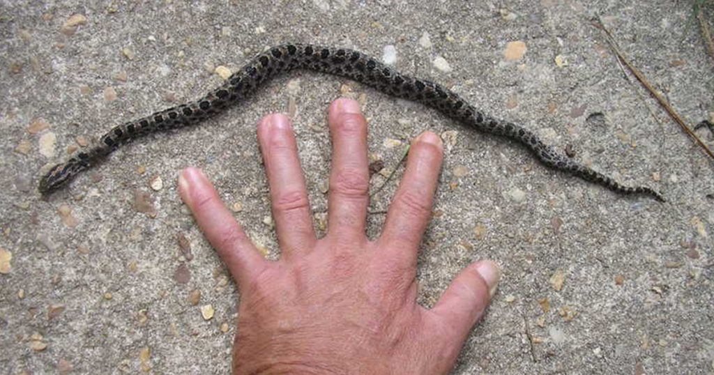 Pygmy Rattlesnake with Hand for Proportion