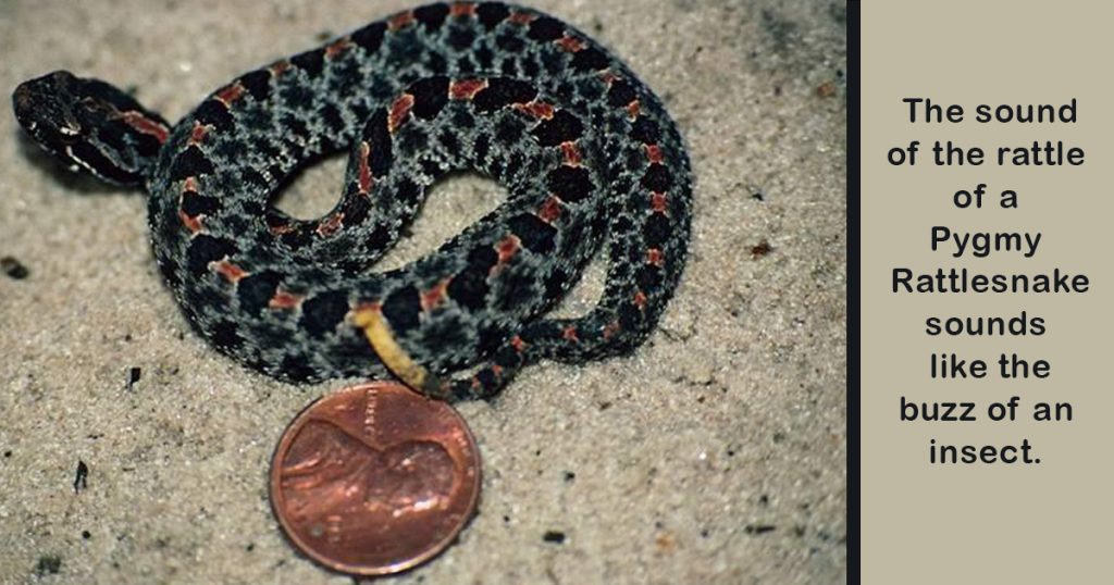 Pygmy Rattler with Penny