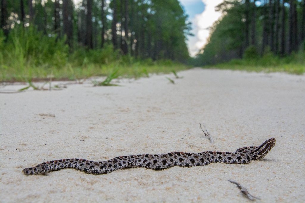 Dusky Pygmy Rattle Crossing Road