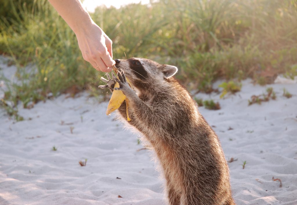 Nuisance-wildlife-control-services
