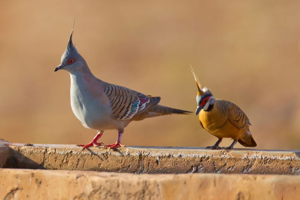 bird-removal-lakewood-ranch