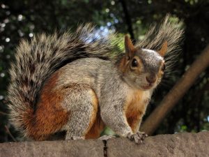 mexican-gray-squirrel-venice