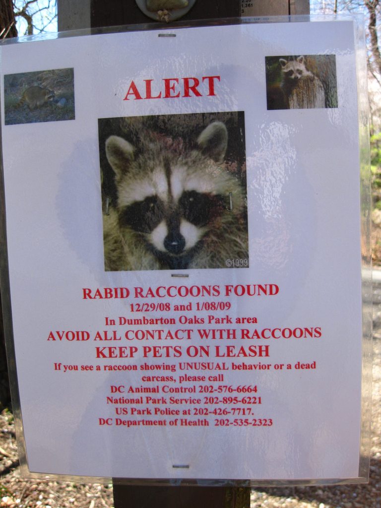 rabid-raccoon-sarasota