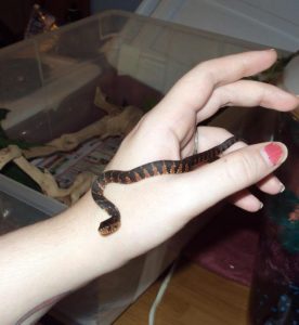 baby-banded-water-snake-removal-fishhawk