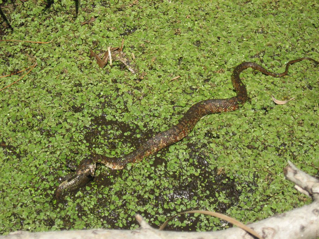 banded-water-snake-removal-fishhawk