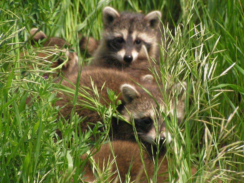 Raccoon-Dangers-Manatee-County-Bradenton