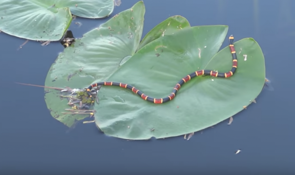 Coral-Snake-Removal-Sarasota