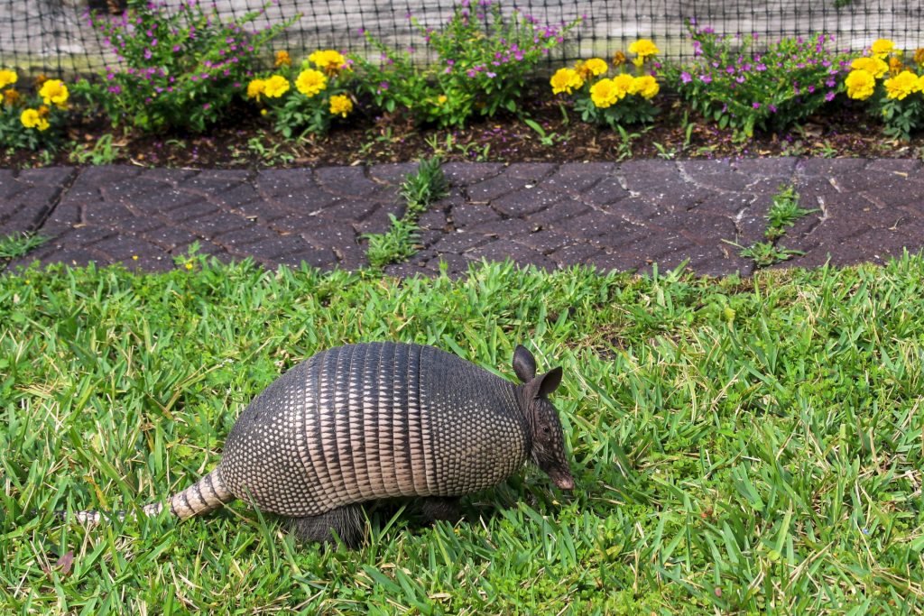 armadillo-removal-parrish