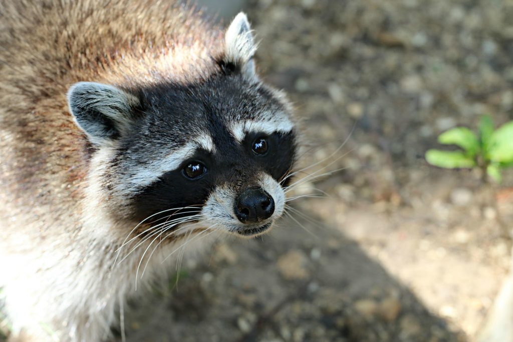 Raccoon-Removal-Lakewood-Ranch