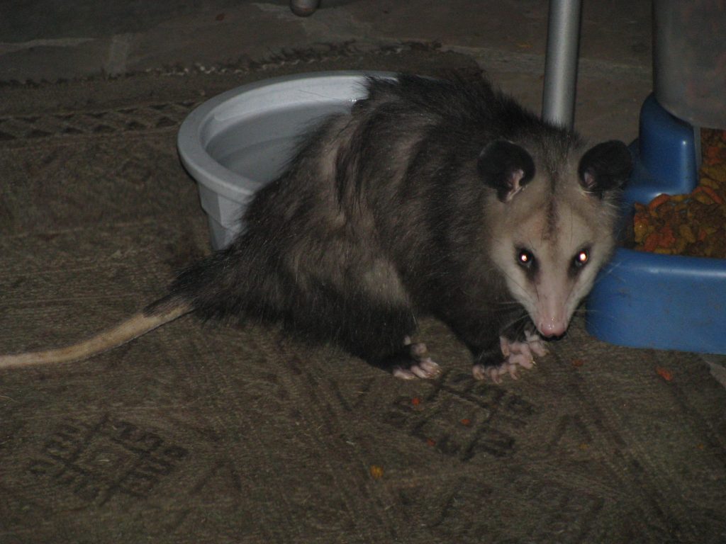 opossum-removal-wildlife-removal-Bradenton