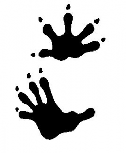 possum-footprints-manatee-county