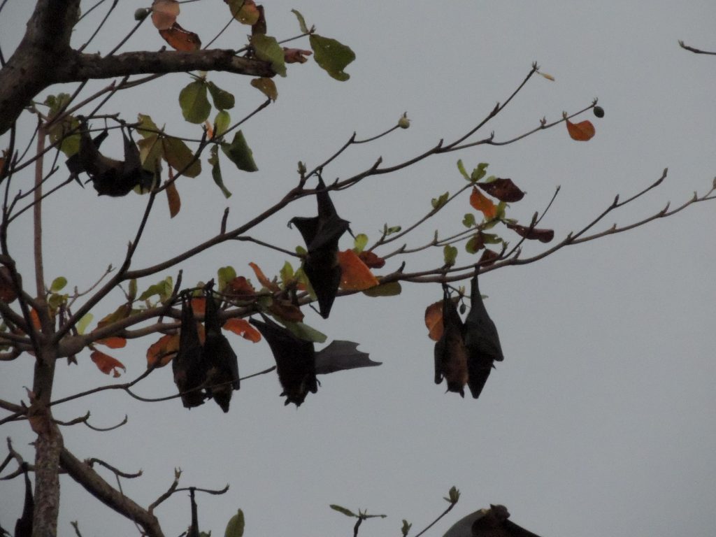 Bat-Trapping-Removal-Sarasota