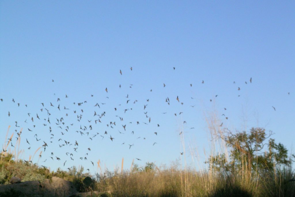 bat-removal-lakewood-ranch