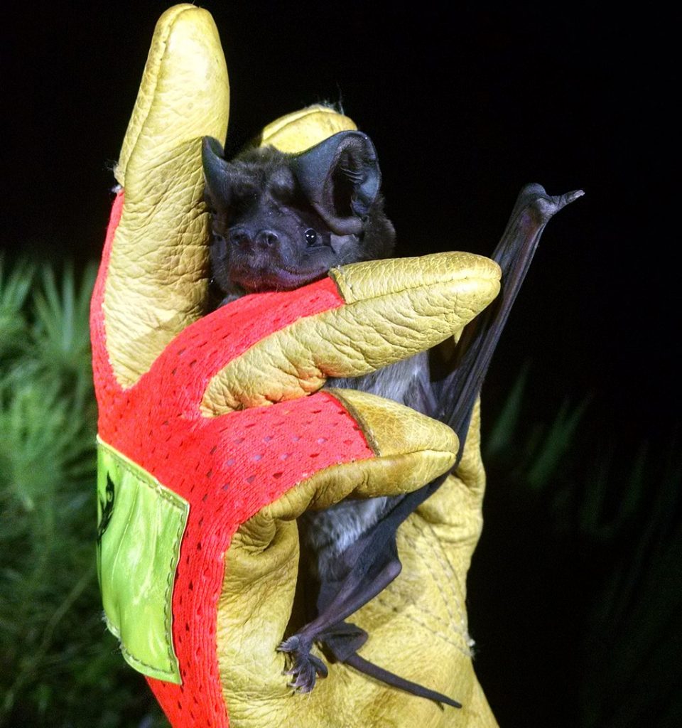 Bat Removal Bradenton, FL