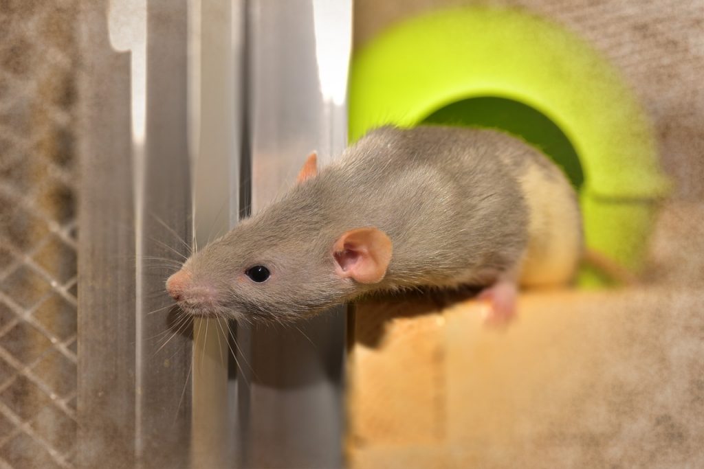 Parrish Rat Removal