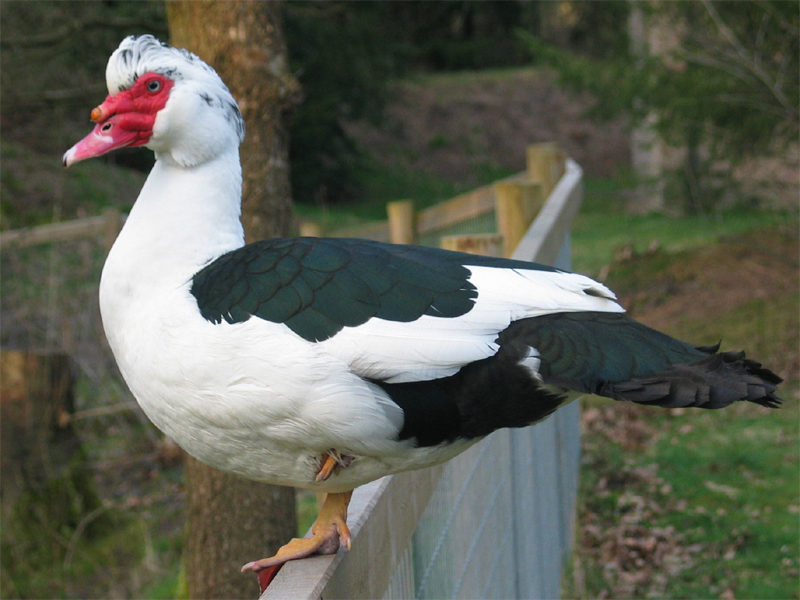 Pic of Muscovy Duck on Fence